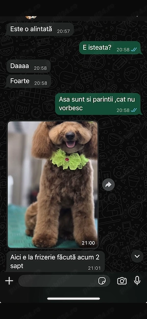 Puii pudel   caniche   rosu  roscat   poodle   maltipoo - imagine 5