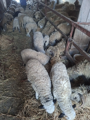 miei si oi de vanzare