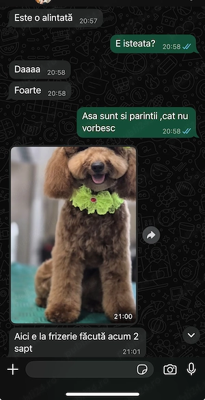 Puii  Pudel Roscat   poodle   caniche   maltipoo - imagine 4