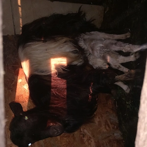 Capra cu doi iezi  - imagine 2