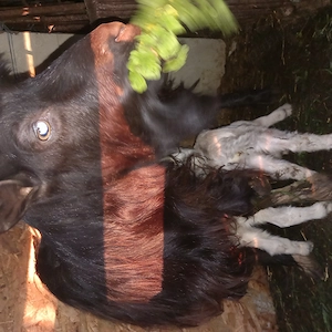 Capra cu doi iezi  - imagine 3