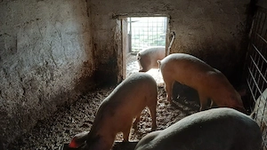 godani la 40..50 kg  - imagine 3