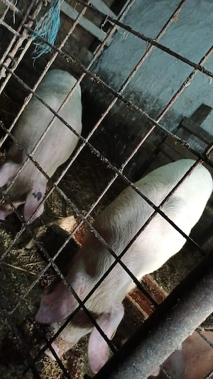 godani la 40..50 kg  - imagine 5