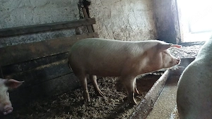 godani la 40..50 kg  - imagine 2