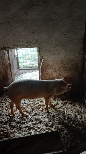 godani la 40..50 kg  - imagine 4