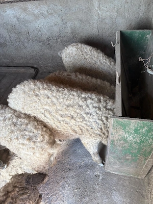 Vand purcei mangalita rasa pura, Peris Ilfov - imagine 2