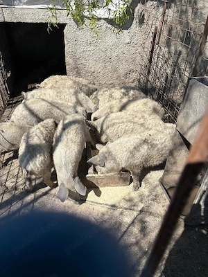 Vand purcei mangalita rasa pura, Peris Ilfov