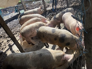 Scrofite de vanzare gestante si negestante - imagine 2