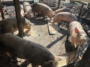 Scrofite de vanzare gestante si negestante - imagine 1