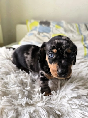 Teckel Dachshund Trimit in Tara - imagine 4