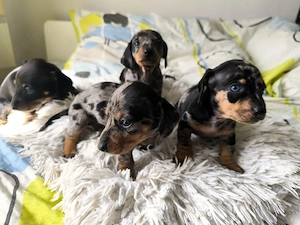 Teckel Dachshund Trimit in Tara