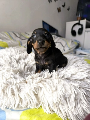 Teckel Dachshund Trimit in Tara - imagine 2
