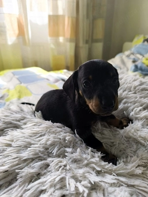 Teckel Dachshund Trimit in Tara - imagine 3