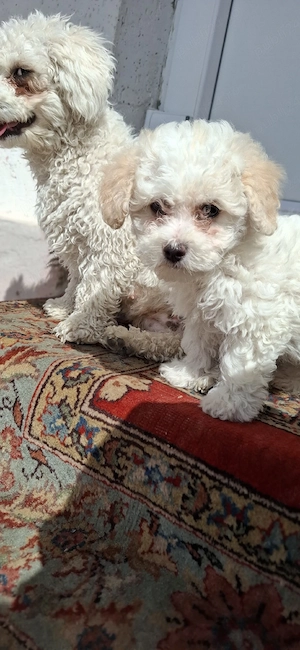 Bichon maltez 2 luni o fetiță și un băiețel - imagine 5