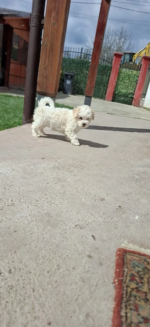 Bichon maltez 2 luni o fetiță și un băiețel - imagine 3