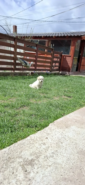 Bichon maltez 2 luni o fetiță și un băiețel - imagine 4
