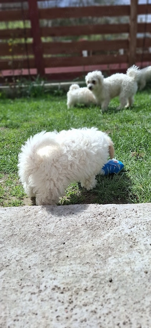 Bichon maltez 2 luni o fetiță și un băiețel - imagine 2
