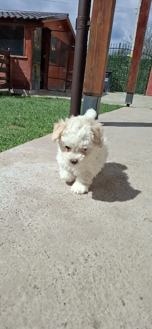 Bichon maltez 2 luni o fetiță și un băiețel