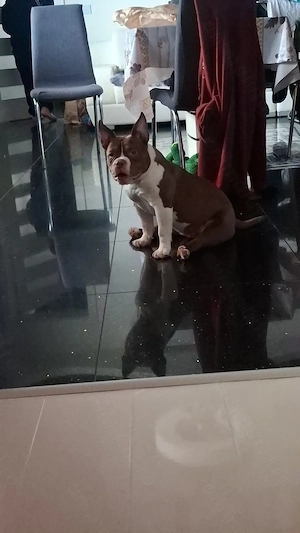 Vând Femelă American Bully Micro de 5 Luni !!