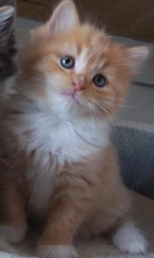 British Shorthair Orange  - imagine 3