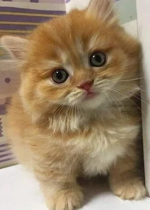 British Shorthair Orange  - imagine 2