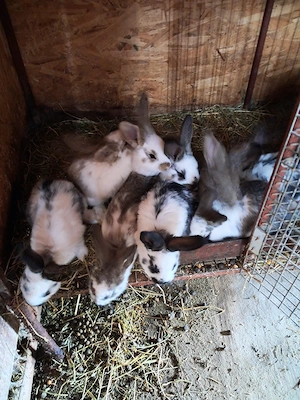 Iepurași de vanzare  - imagine 2