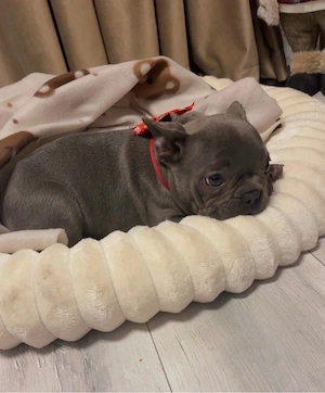 Vand Buldog Francez Blue 