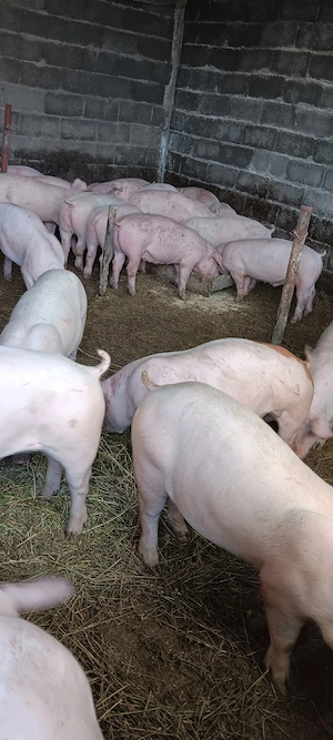 purcei 40kg  - imagine 2