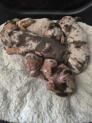 Teckel Dachshund Trimit in Tara - imagine 5