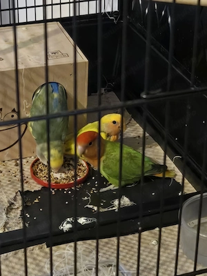 Vand papagali amorezi (pereche)  si colivie