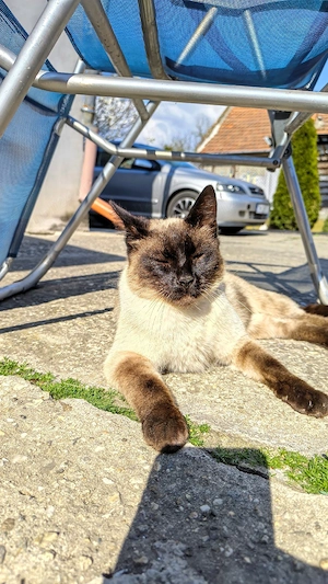 Motan Siamez - Sterilizat, Vaccinat, Deparazitat  - imagine 4