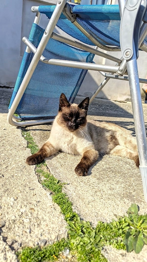 Motan Siamez - Sterilizat, Vaccinat, Deparazitat  - imagine 5