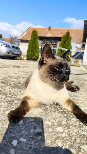 Motan Siamez - Sterilizat, Vaccinat, Deparazitat  - imagine 2