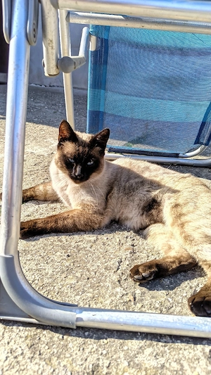 Motan Siamez - Sterilizat, Vaccinat, Deparazitat  - imagine 3