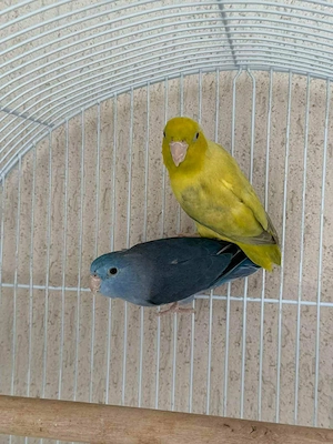 Crescator Aor vinde papagali si alte pasari exotice  - imagine 3