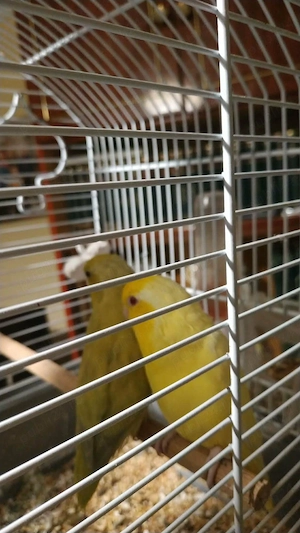 Crescator Aor vinde papagali si alte pasari exotice 