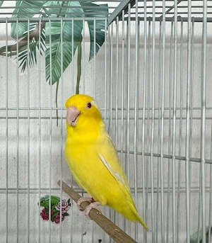 Crescator Aor vinde papagali si alte pasari exotice  - imagine 7