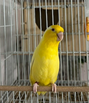 Crescator Aor vinde papagali si alte pasari exotice  - imagine 5