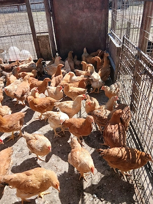 Pui de vânzare  - imagine 5