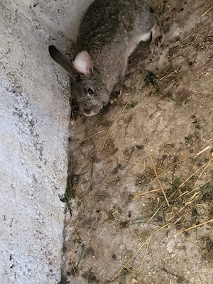 iepurasi de casa - imagine 4