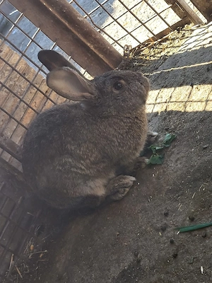 iepurasi de casa - imagine 3