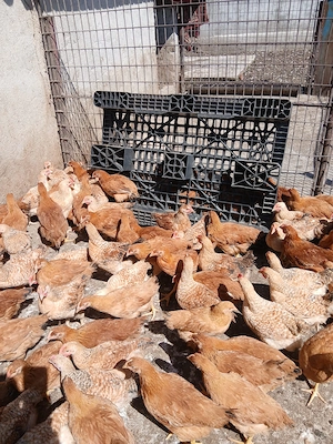 Pui de vânzare  - imagine 2