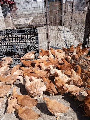 Pui de vânzare  - imagine 3