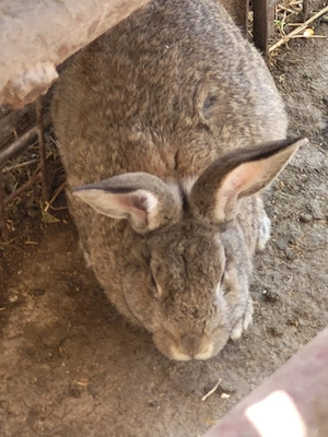 iepurasi de casa - imagine 2