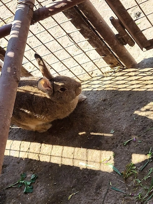 iepurasi de casa - imagine 5