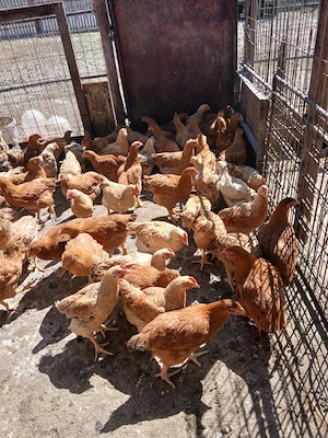 Pui de vânzare  - imagine 4