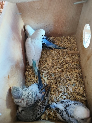 Crescator Aor vinde papagali si alte pasari exotice  - imagine 8