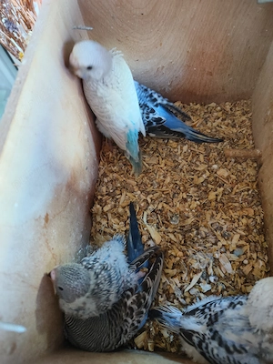 Crescator Aor vinde papagali si alte pasari exotice  - imagine 6