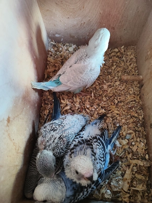 Crescator Aor vinde papagali si alte pasari exotice  - imagine 9