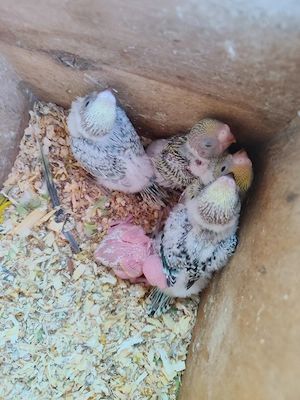 Crescator Aor vinde papagali si alte pasari exotice  - imagine 4